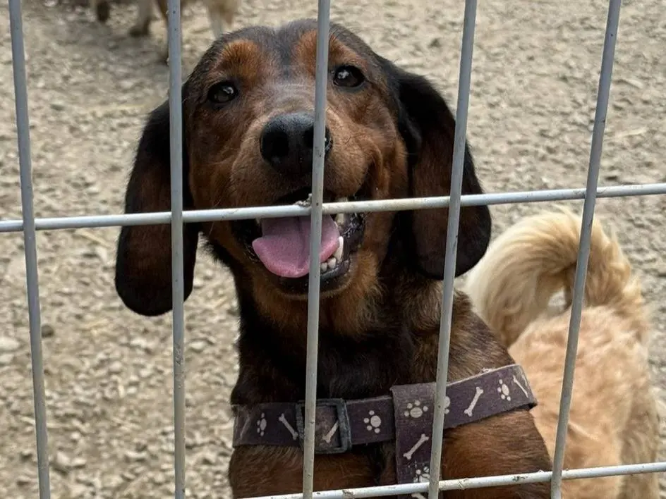 Adotta un cane, femmina, 4 anni e 6 mesi, Firenze