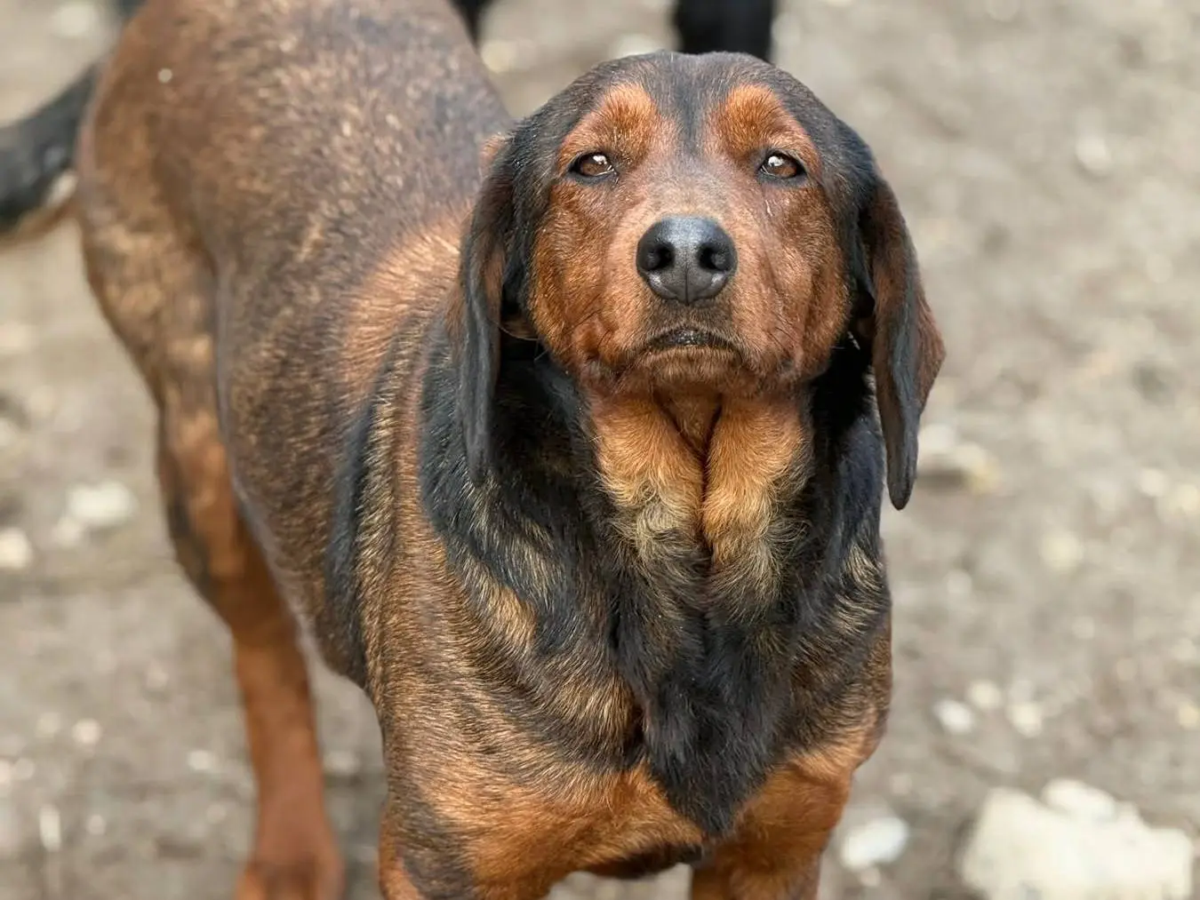 Adozione cane, femmina, Razza sconosciuta Razza sconosciuta, 4 anni e 6 mesi, taglia media, Firenze