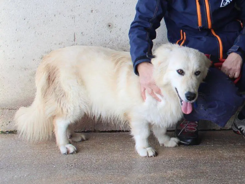Adotta un cane, maschio, 1 anno e 5 mesi, Roma