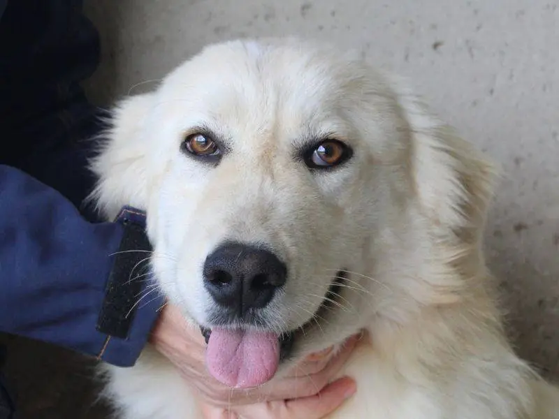 Adozione cane, maschio, Pastore maremmano Razza sconosciuta, 1 anno e 5 mesi, taglia media, Roma