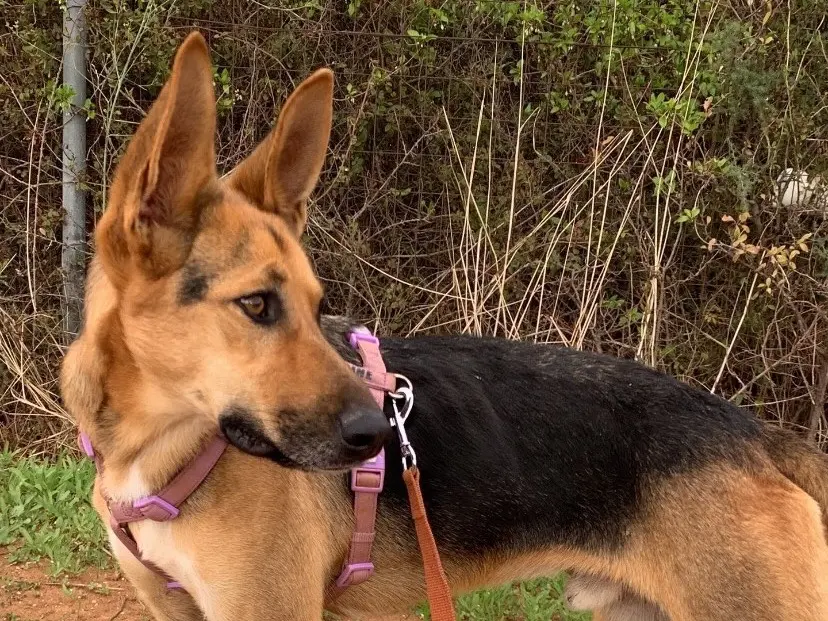 Vuoi adottare un cane a Bari?