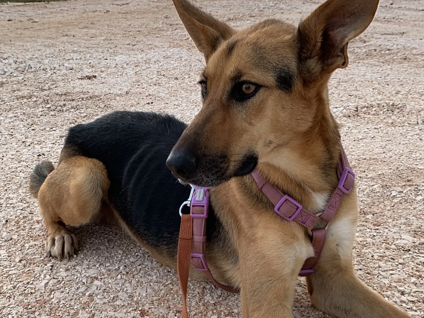 Adotta il cane Dumbo a Bari