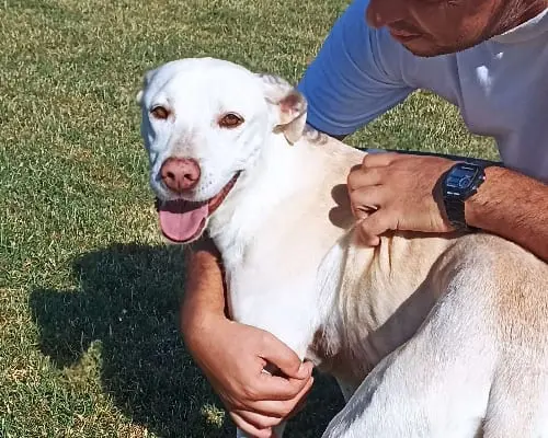 Adotta un cane, femmina, 8 anni e 11 mesi, Latina