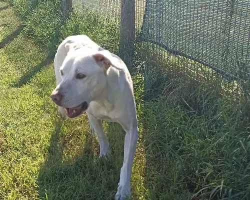Adotta un cane, taglia media, femmina, Latina