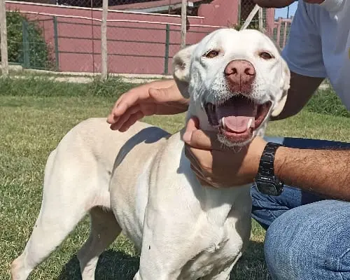 Adozione cane, femmina, meticcio, 8 anni e 11 mesi, taglia media, Latina