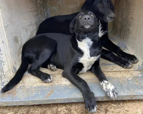 Vuoi adottare un cane a Palermo?