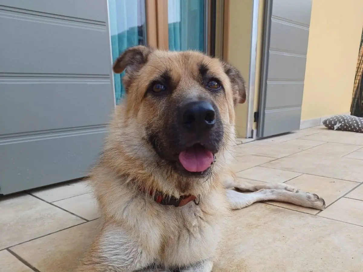 Adozione cane, maschio, Razza sconosciuta Razza sconosciuta, 7 anni e 9 mesi, taglia gigante, Mantova