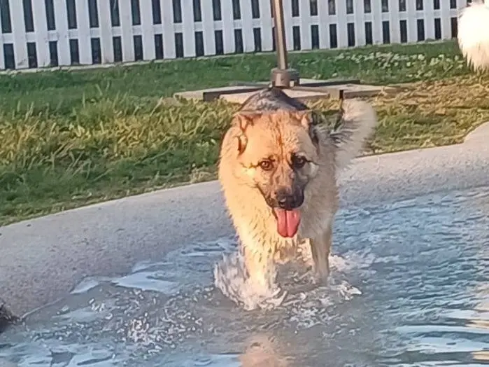 Adotta il cane BUBU a Mantova