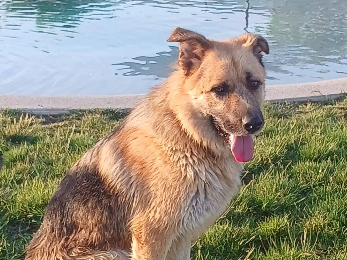 Adotta un cane, maschio, 7 anni e 9 mesi, Mantova