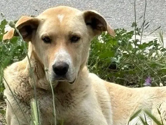 Adozione cane, maschio, meticcio, 7 anni e 7 mesi, taglia grande, Crotone