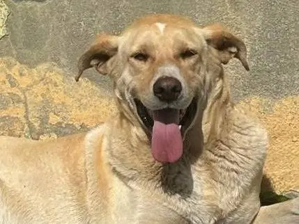 Vuoi adottare un cane a Crotone?