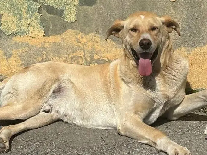 Adotta un cane, maschio, 7 anni e 7 mesi, Crotone