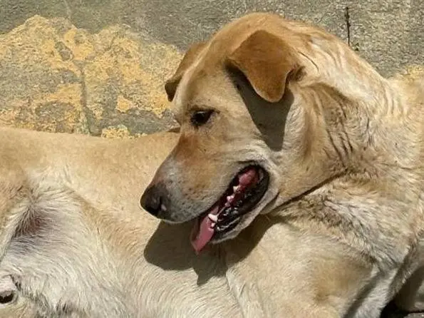 Adotta un cane, taglia grande, maschio, Crotone