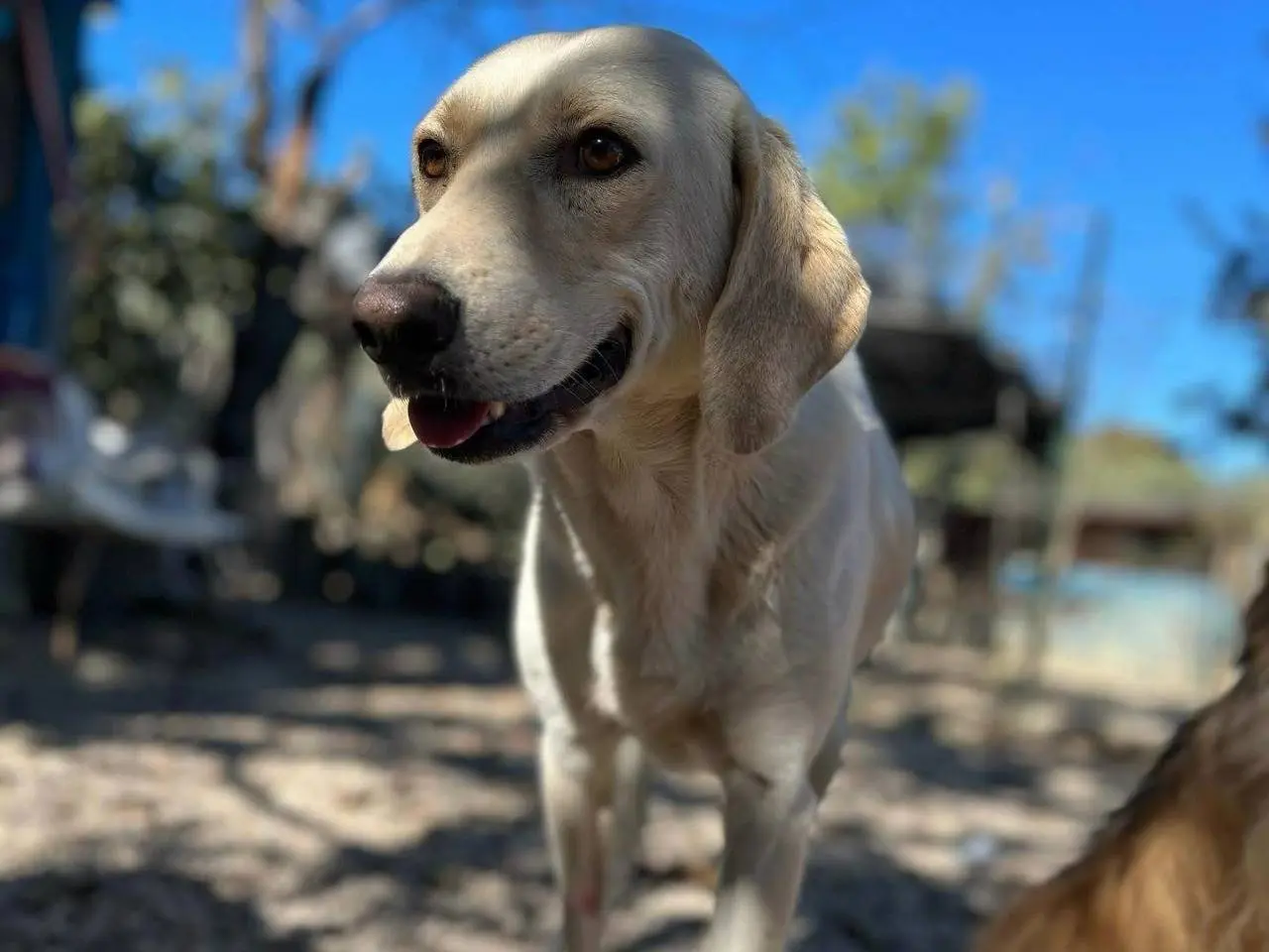 Adozione cane, femmina, Razza sconosciuta Razza sconosciuta, 7 anni e 8 mesi, taglia media, Chieti