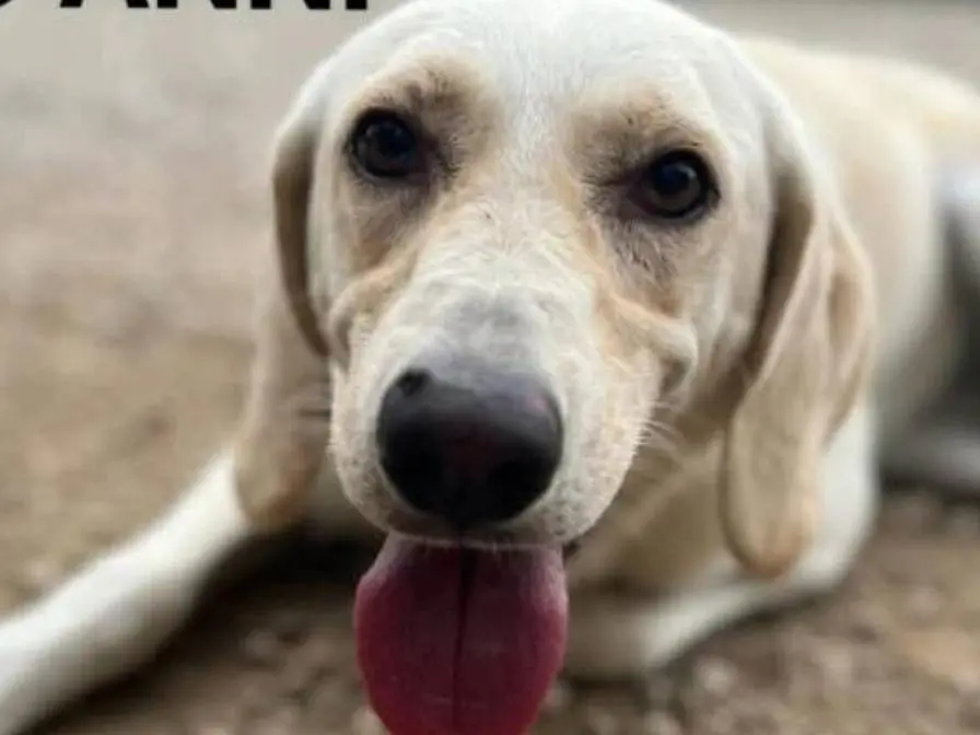 Vuoi adottare un cane a Chieti?