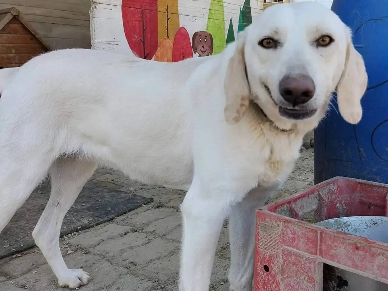 Adotta un cane, femmina, 7 anni e 8 mesi, Chieti