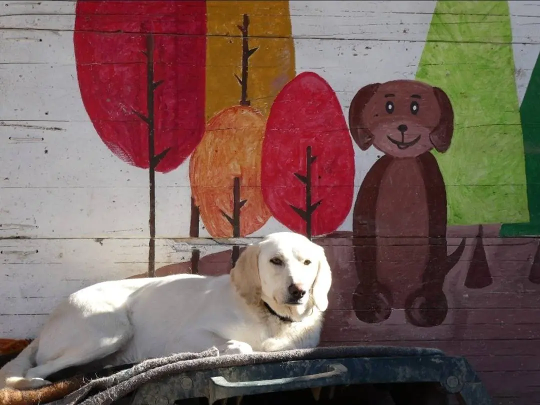 Adotta un cane, taglia media, femmina, Chieti