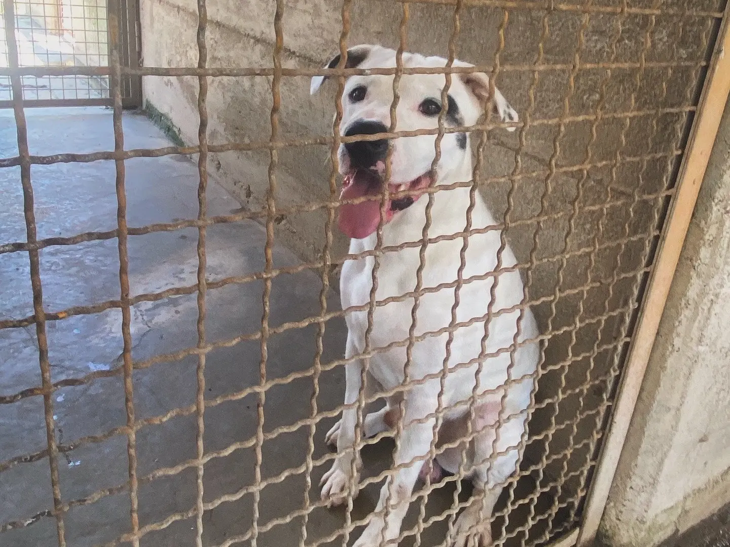 Adotta un cane, maschio, 4 anni e 2 mesi, Caserta