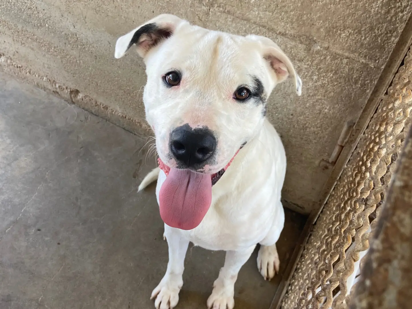 Adozione cane, maschio, Dogo Argentino Razza sconosciuta, 4 anni e 2 mesi, taglia gigante, Caserta