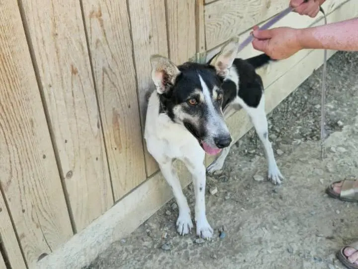 Vuoi adottare un cane a Udine?