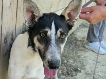 Adotta un cane, maschio, 2 anni e 9 mesi, Udine