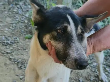 Adotta il cane Mumu a Udine