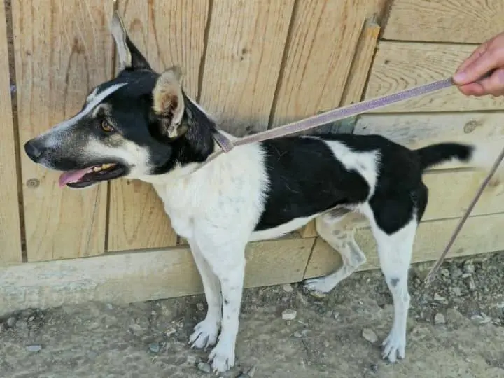 Adotta un cane, taglia media contenuta, maschio, Udine