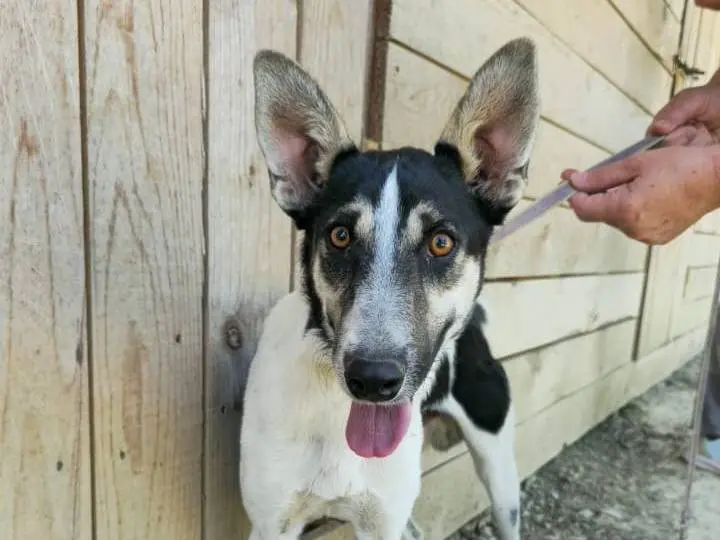 Adozione cane, maschio, Razza sconosciuta Razza sconosciuta, 2 anni e 9 mesi, taglia media contenuta, Udine