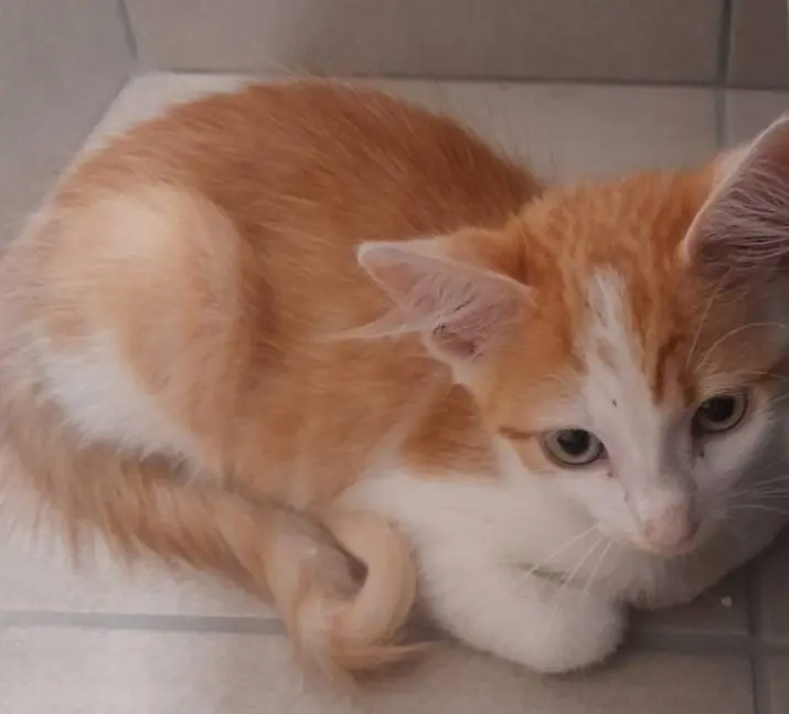 Adozione gatto, maschio, meticcio, 3 anni e 5 mesi, taglia non valida, Bari
