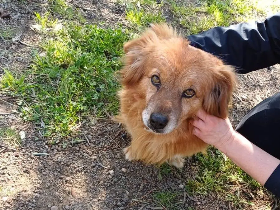 Vuoi adottare un cane a Viterbo?