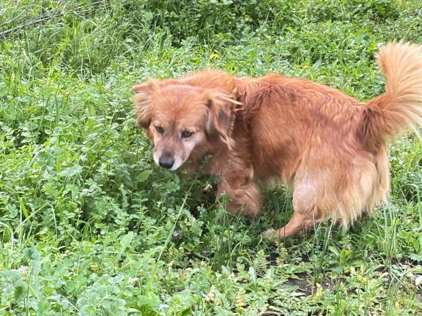 Adotta il cane Rex a Viterbo
