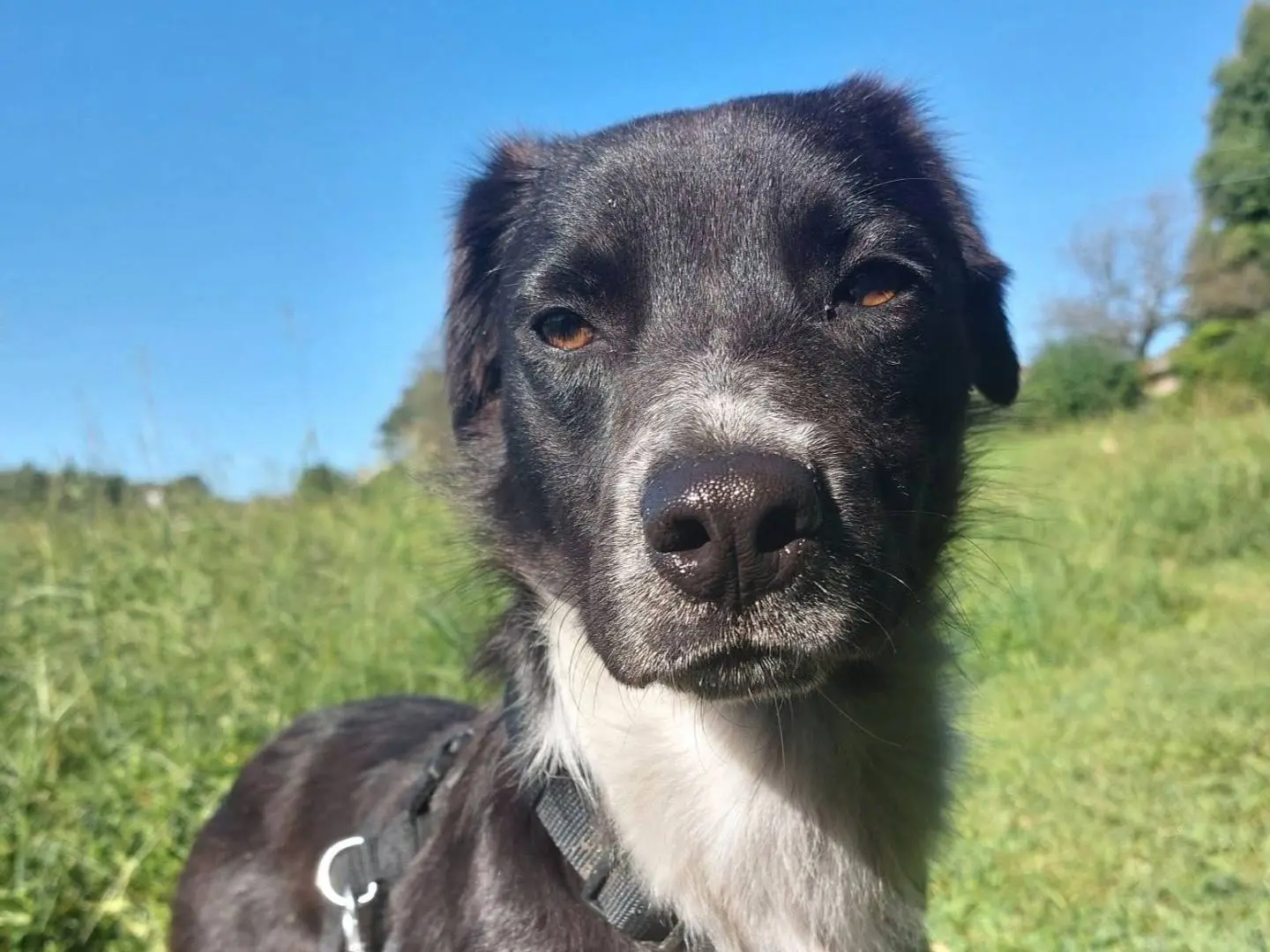 Adozione cane, femmina, Razza sconosciuta Razza sconosciuta, 3 anni e 3 mesi, taglia piccola, Como