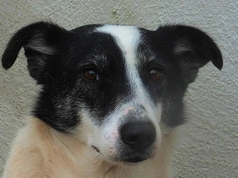 Adotta un cane, taglia media, femmina, Frosinone
