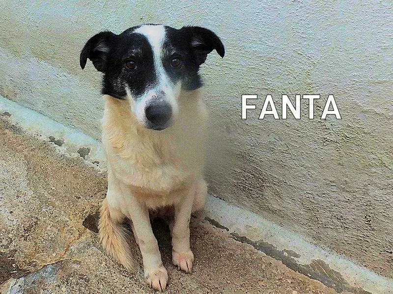Adozione cane, femmina, Razza sconosciuta Razza sconosciuta, 5 anni e 3 mesi, taglia media, Frosinone