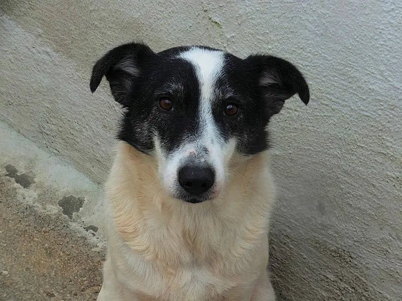 Adotta un cane, femmina, 5 anni e 3 mesi, Frosinone