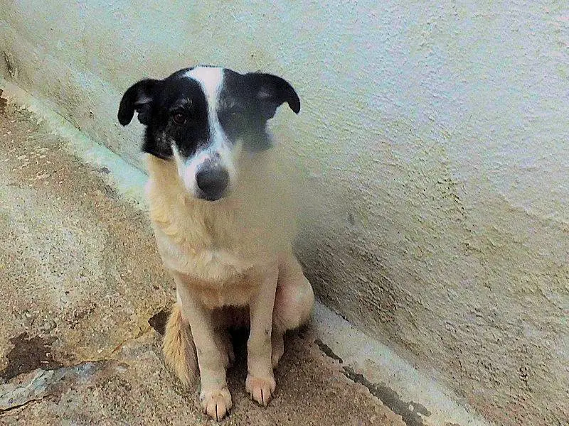 Adotta il cane FANTA a Frosinone