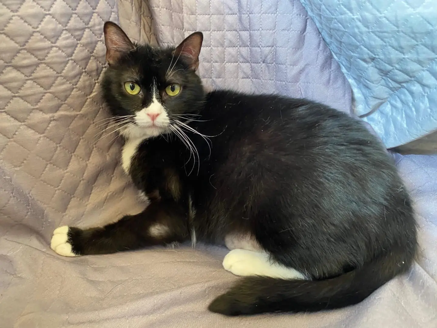 Adotta un gatto, taglia non valida, femmina, Napoli