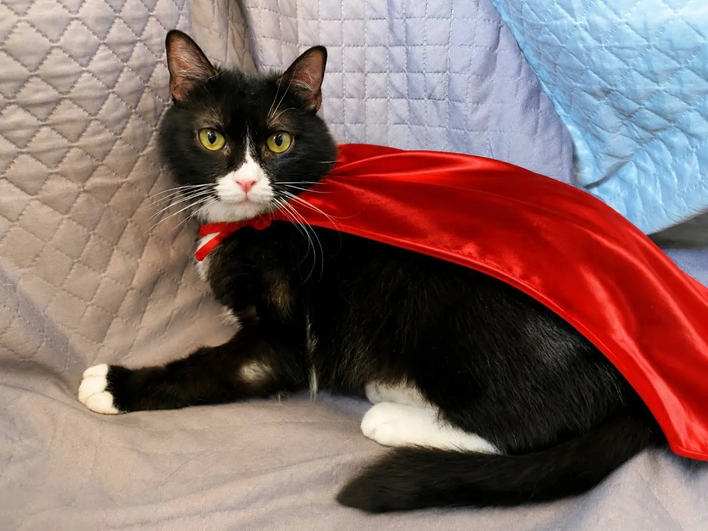 Adozione gatto, femmina, Razza sconosciuta Razza sconosciuta, 4 anni, taglia non valida, Napoli