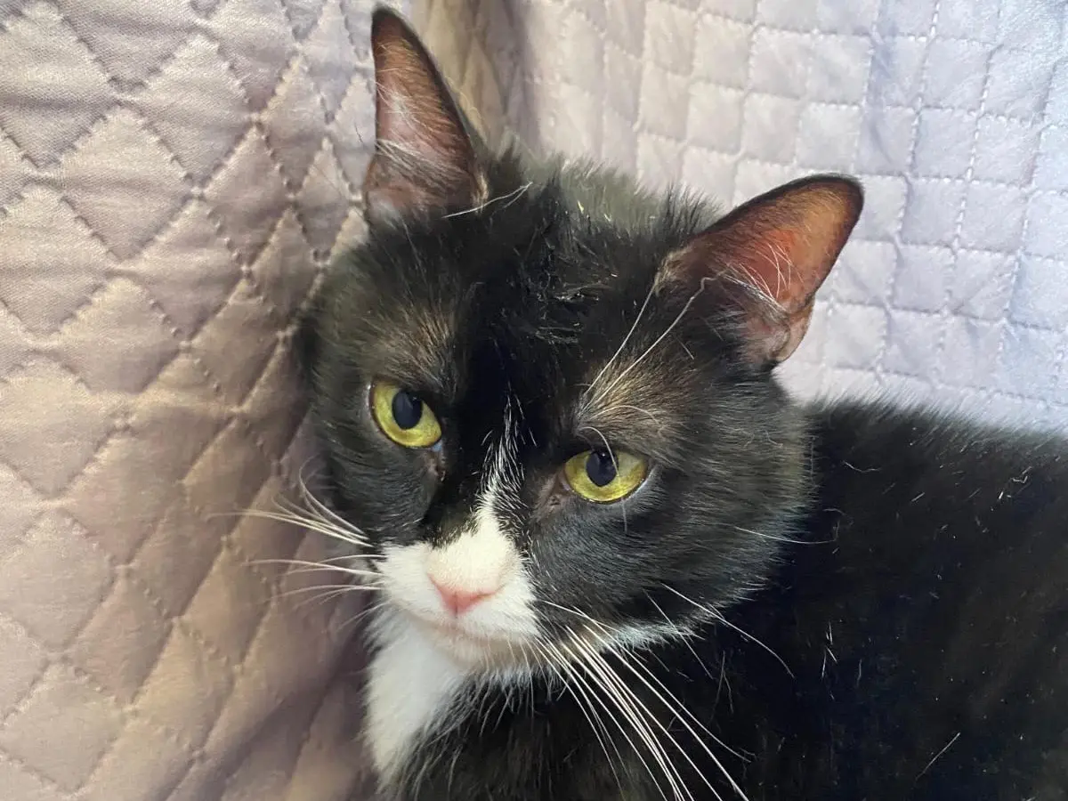 Vuoi adottare un gatto a Napoli?