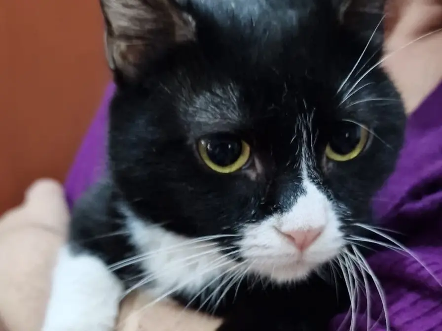 Adotta un gatto, femmina, 4 anni, Napoli