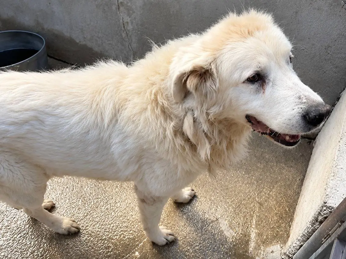 Adotta un cane, taglia grande, maschio, Avellino