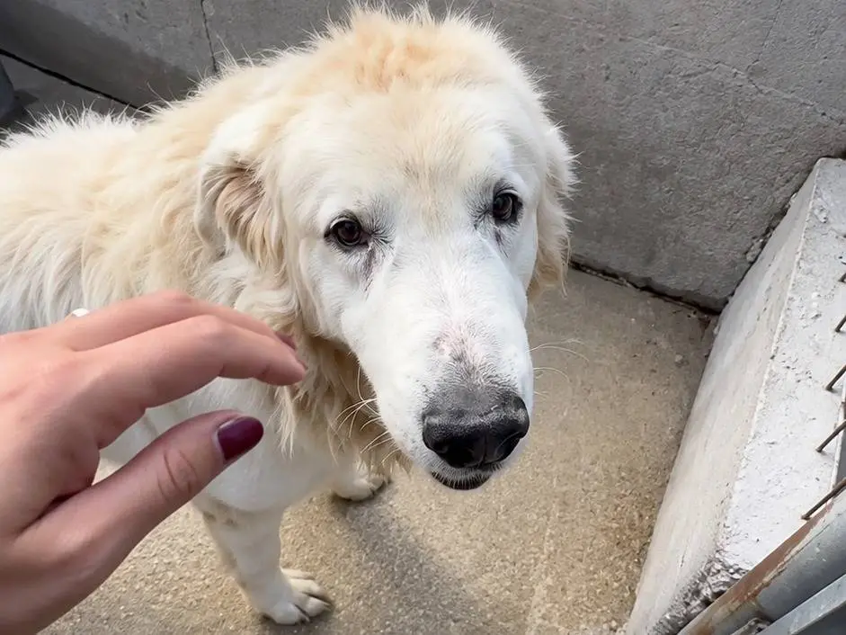 Adozione cane, maschio, Pastore maremmano Razza sconosciuta, 8 anni e 3 mesi, taglia grande, Avellino
