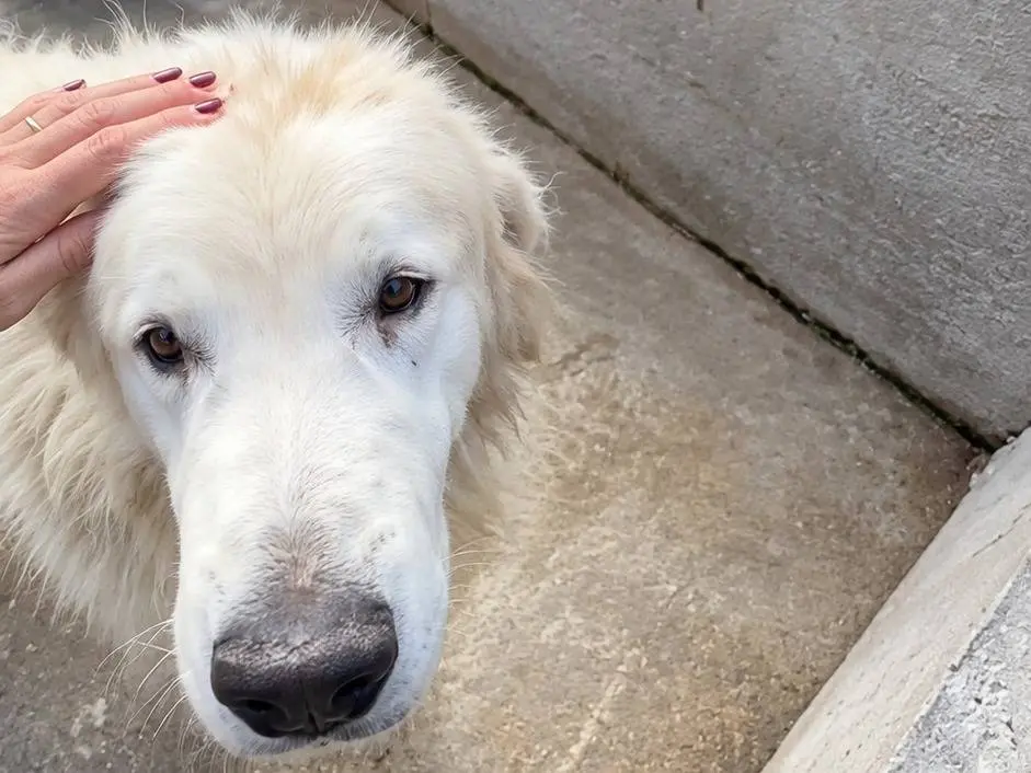 Vuoi adottare un cane a Avellino?