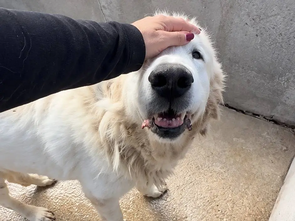 Adotta un cane, maschio, 8 anni e 3 mesi, Avellino