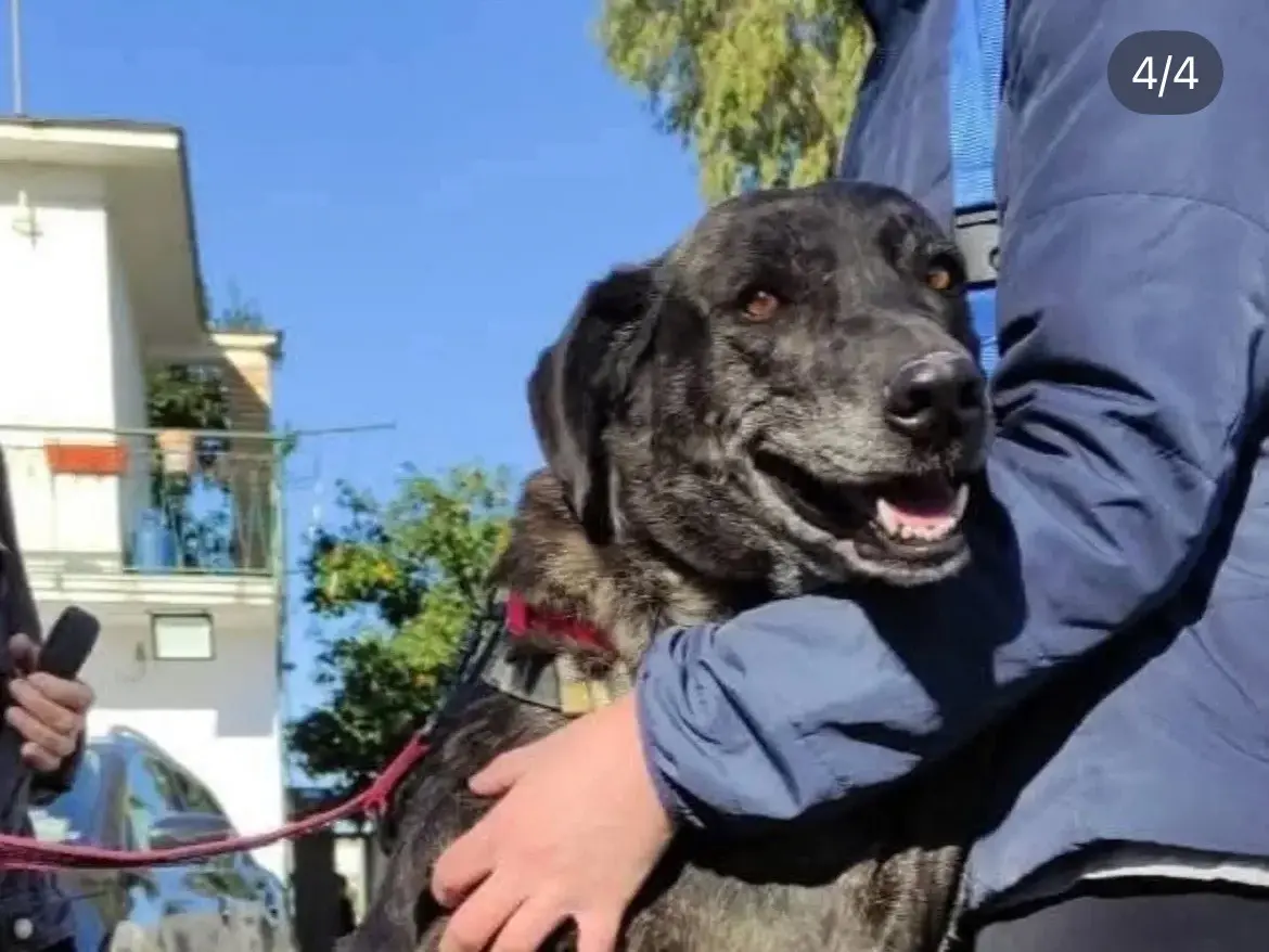 Adotta un cane, femmina, 7 anni e 6 mesi, Caserta