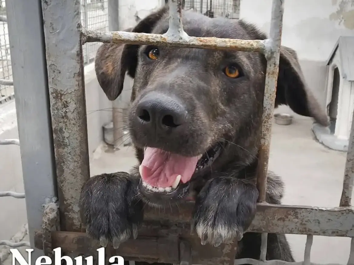 Adozione cane, femmina, Razza sconosciuta Razza sconosciuta, 7 anni e 6 mesi, taglia media, Caserta
