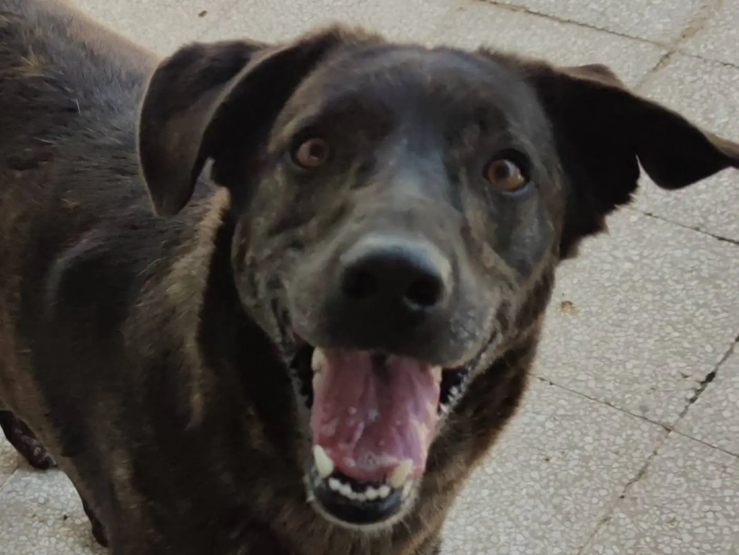 Adotta un cane, taglia media, femmina, Caserta