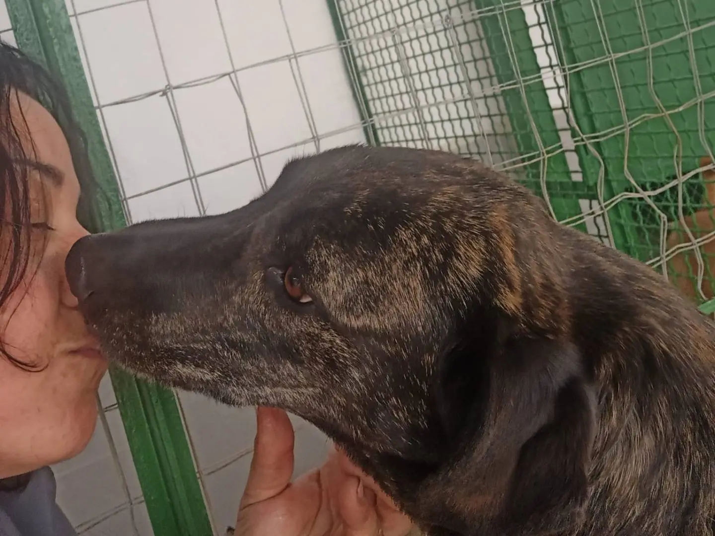 Adotta il cane NEBULA a Caserta
