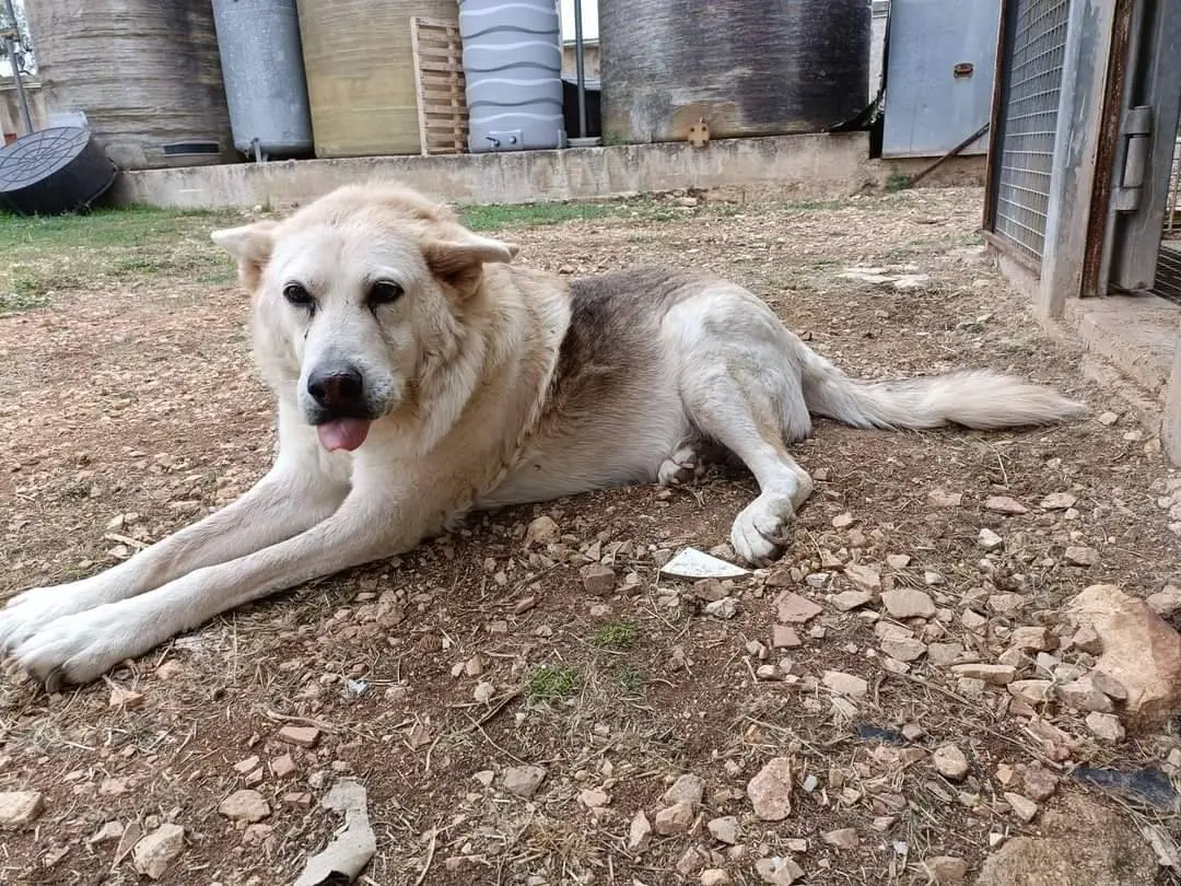Adotta un cane, maschio, 15 anni e 8 mesi, Bari