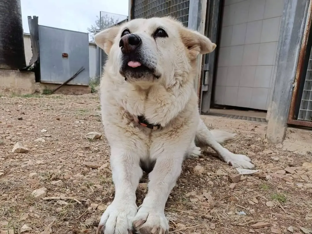 Adozione cane, maschio, Pastore tedesco Razza sconosciuta, 15 anni e 8 mesi, taglia grande, Bari